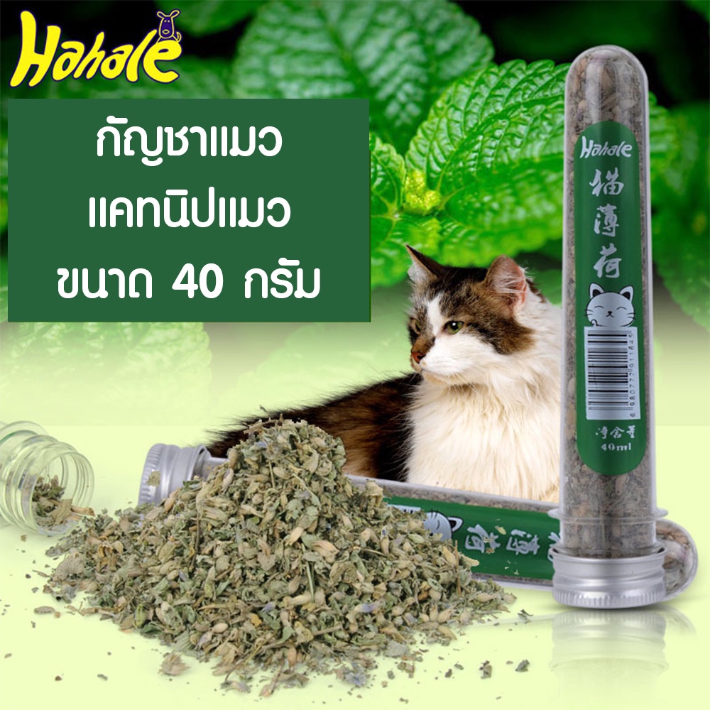 กัญชาแมว แคทนิปแบบหลอด ขนาด 40 ml 8003