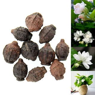 10 เมล็ดพันธุ์ มะลิซ้อน Jasmine flower Seeds มีคู่มือพร้อมปลูก อัตรางอก 80-85%