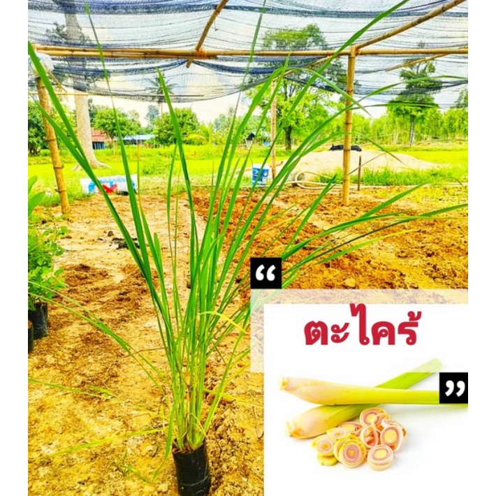 ตระไคร้หยวก ตะไคร้เเกง เเตกกอดี สมุนไพรเครื่องเทศคู่ครัว