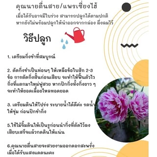คุณนาย/แพรเซี่ยงไฮ้ คละสี