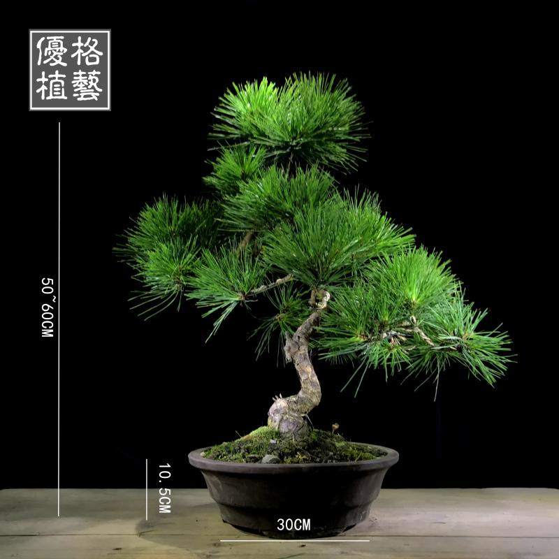 สนดำญี่ปุ่น☊☜[ถูกที่สุด]ต้นไม้ ต้นไม้ปลอม บอนไซg❧✠กองไม้สนสีดำขนาดใหญ่ สนญี่ปุ่น Mikawa สนดำ สิ่งหนึ่ง สนสนและไซเปรส บอน