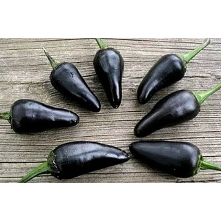 เมล็ดพันธุ์พริกดำฮังกาเรียน Black Hungarian Sweet Pepper บรรจุ 25 เมล็ด นำเข้าจากต่างประเทศ ของแท้ คุณภาพดี ราคาถูก