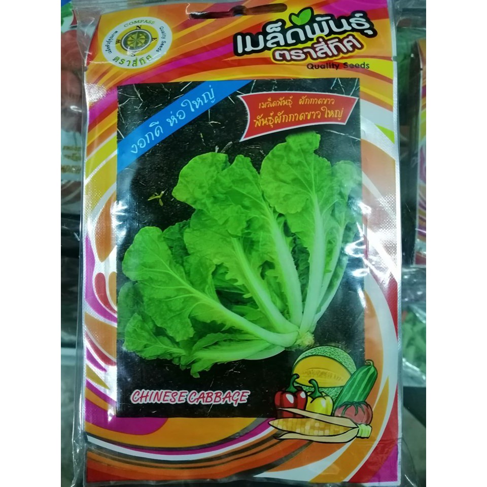 เมล็ดผักกาดขาวใหญ่ (10 แถม 1 คละได้) ตราสี่ทิศ ผักกาดขาว ผักกาด