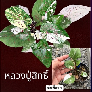หลวงปู่สิทธิ์ บอนสีด่าง บอนสีแรร์ๆไอเท็ม ต้นนี้ด่างฮาฟ จัดส่งทั้งกระถาง☘️