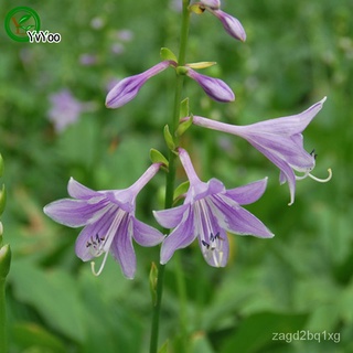 Purple Hosta Seeds Grass Seeds Very Beautiful Garden Plants Decorative DIY 20 PCS k003母婴/香菜/鲜花/头饰/儿童/上衣/玫瑰/内裤/种子/seeds/