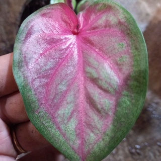 บอนสีลูกไม้สีชมพู่ชมพูสีนี้หายากมาบอกเลยสาวๆสายหวานน่าสะสมไว้เป็นเจ้าของ