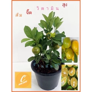 🍭ส้มจี๊ด หรือ ส้มมะปี๊ด ปักกิ่งชำ ติดลูกทุกต้น