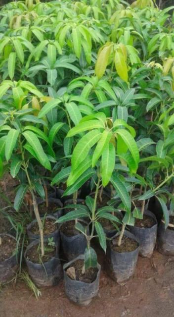 ต้นพันธุ์มะม่วงโชคไพบูลย์ ต้นพันธุ์เสียบยอด มีรากแก้ว โตไว ต้นแข็งแรงพร้อมปลูก - รูปที่ 3