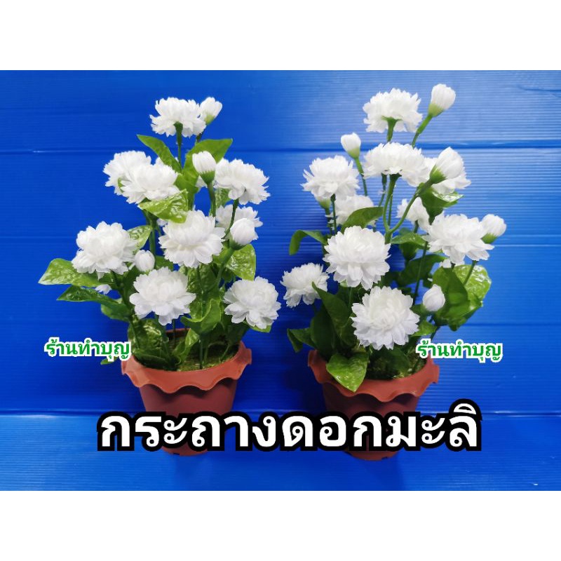 ดอกมะลิ กระถางดอกมะลิ สูง28ซม มะลิไหว้ ประดับตกแต่งบ้าน บูชา วันแม่ ขาย1กระถาง ดอกมะลิบาน 13 ดอก ดอกมะลิตูม 7ดอก วันแม่