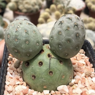 🥚🐲🐉💚 Tephrocactus Geomitricus  ไข่มังกรหัวใหญ่ๆ ผิวสวย แตกกอหูกระต่าย น่ารักมากกก🍡🍡🍡