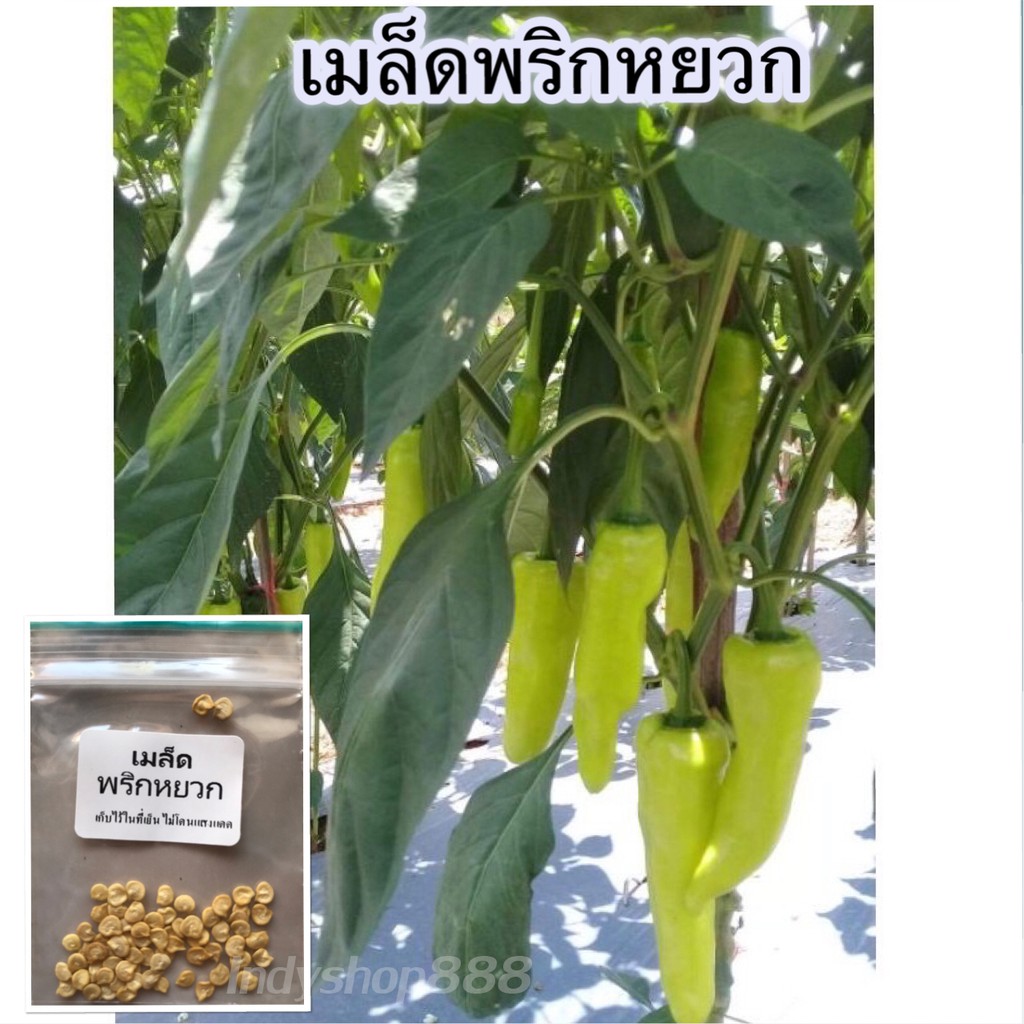 เมล็ดพันธุ์ พริกหยวก  30-70 เมล็ด [10เเถม 1 คละได้ ]