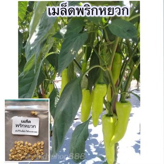 เมล็ดพันธุ์ พริกหยวก  30 เมล็ด [10เเถม 1 คละได้ ]