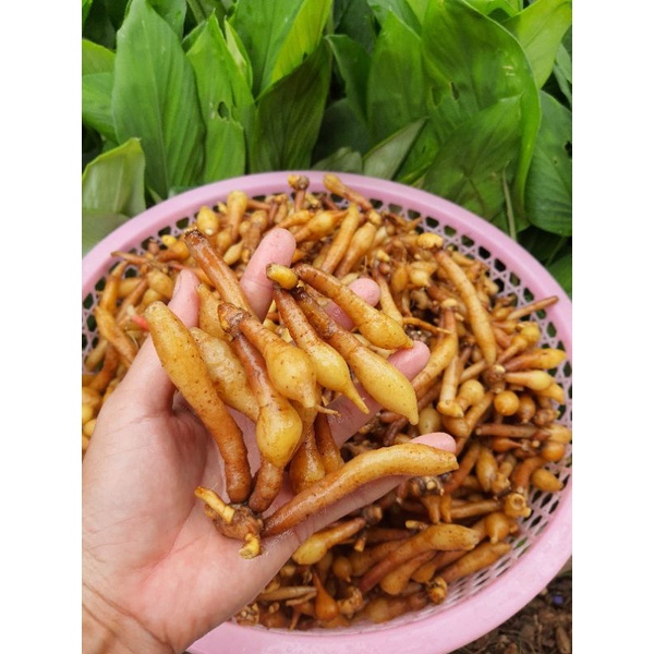 กระชายขาวสด 500 กรัม