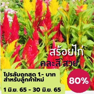 เมล็ดดอกสร้อยไก่ คละสี 400 เมล็ด