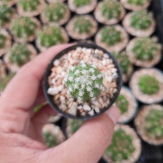 กระบองเพชร แคคตัส (Cactus) 🌵Echinopsis กระถาง 2 นิ้ว