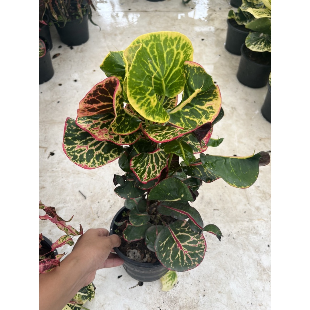 มุมมอง 2