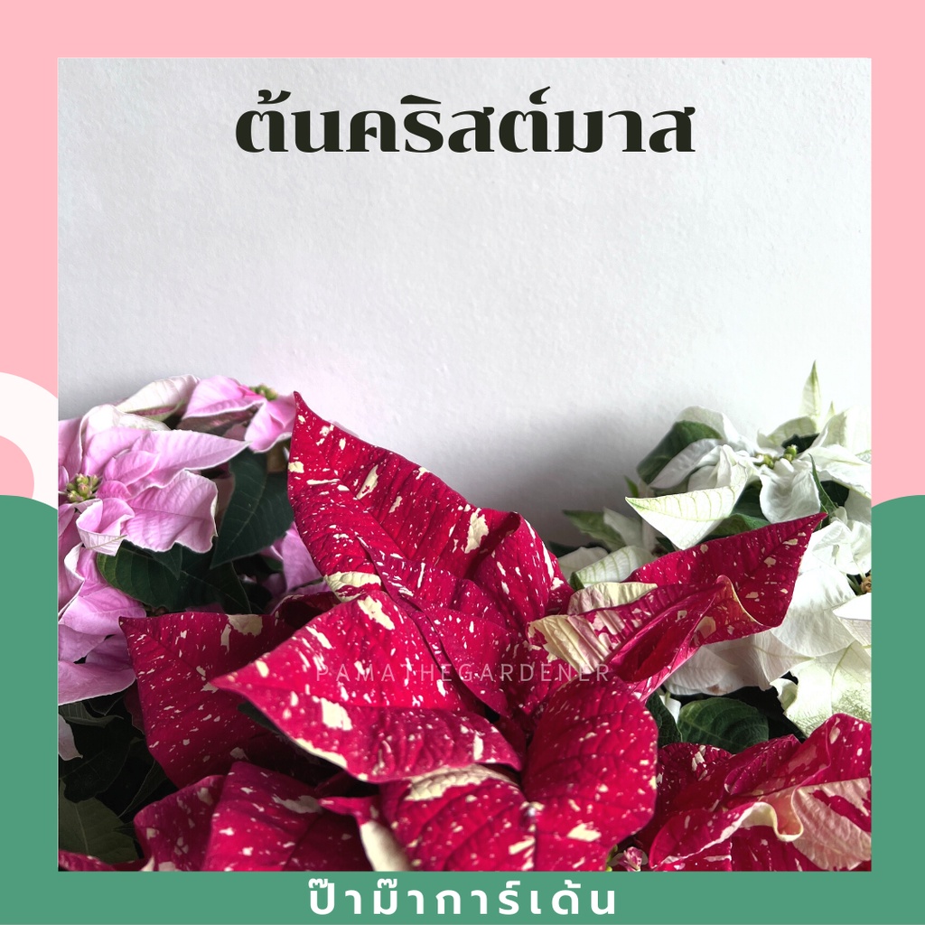 มุมมอง 3