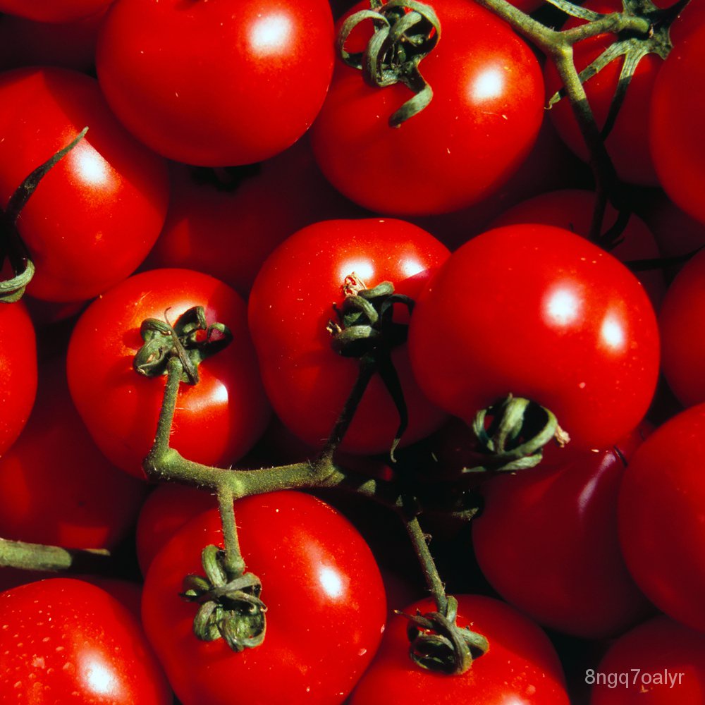 [Galaxy Seeds] Tomato Seeds for Planting Vegetable Plants (20 Seed) & FREE FREE Fertilizer - Tomato 