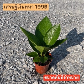 (ใส่โค้ด INCSL33 ลดเพิ่ม 50%) ต้นเศรษฐีเงินหนา 199฿