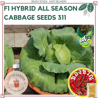 (พร้อมสต็อก) GE F1ไฮบริดทุกฤดูกาลเมล็ด311/F1 Hibrid Kobis Semuzim 311/Seeds Seeds Seeds Seeds 311 [ปลอดจีเอ็มโอ] เ seeds