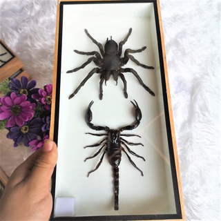 Real Spider Scorpion Insect Entomology Display Exotic Home Décor Wood Taxidermy แมงมุม แมงป่อง แมลงสต๊าฟ กรอบรูป แมลง