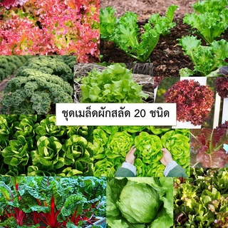 ชุดรวมเมล็ดผักสลัด 20 ชนิด