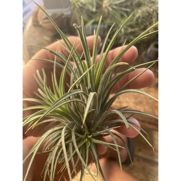 ทิลแลนเซียหัวเดี่ยว🌱🌿🍃🌿🌱🍃 ราคาถูก Shopee Lazada