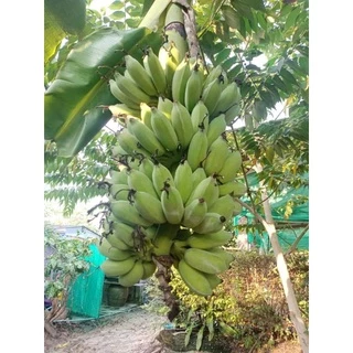 หัวเชื้อน้ำส้มควันไม้สะเดาเข้มข้นแท้ๆขนาด1ลิตรที่ผ่านการกรองแล้วไม่มีสารน้ำมันดินปลอดภัยต่อผู้ใช้
