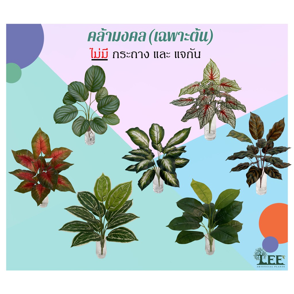 ต้นคล้ามงคล (เฉพาะต้นไม้) ไม่มีกระถางและแจกัน [อ่านรายละเอียดก่อนซื้อสินค้า]