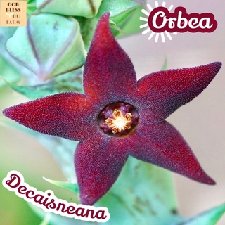 [เก๋งจีนดอกดาวดำ] Orbea Decaisneana ส่งพร้อมกระถาง แคคตัส Cactus Succulent Haworthia Euphorbia ไม้หายาก พืชอวบน้ำ