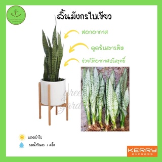 ลิ้นมังกรใบเขียว ไม้ฟอกอากาศ แบบเหง้า ยาวตั้งแต่ 25-100 cm. ไม้มงคล