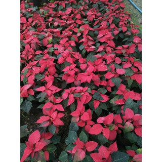 ต้นคริสต์มาส (Poinsettia)