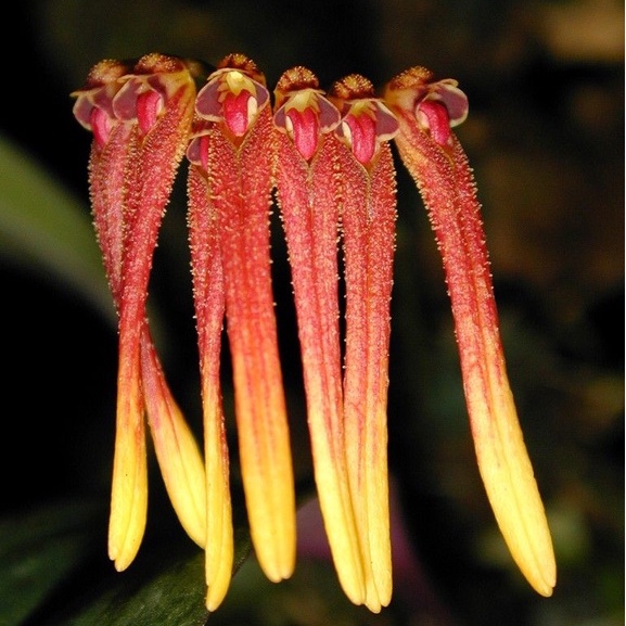 กล้วยไม้สิงโตไทยโอรุ่ม Bulbophyllum thaiorum