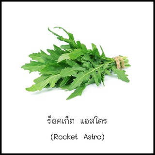 เมล็ดไวลด์ ร็อคเก็ต (Wild Rocket) 30 เมล็ด [10 แถม 1 คละได้]