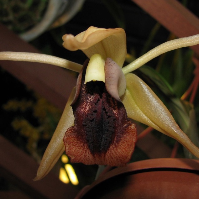 Coelogyne xyrekes กล้วยไม้ซีโลจีเน่ ไซรีเคส เอื้องผาหมอก เอื้องเทียนเขาพ่อตา