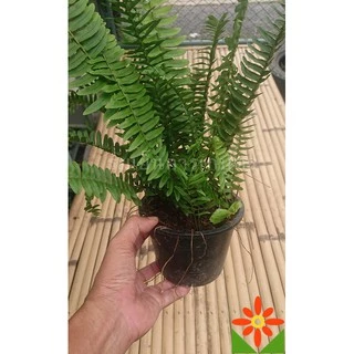 เฟิร์นใบมะขาม ต้นเฟิร์น เฟิร์น ต้นเฟินใบมะขาม เฟิร์นใบมะขาม ต้นเฟิร์นใบมะขาม