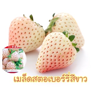 🍓🍓เมล็ดสตอเบอร์รี่สีขาว รสชาติหวานฉ่ำ สีขาวนวล สตอเบอร์รี่สีขาว และมีสตอเบอร์ยักษ์ในตัวเลือกนะคะ🍓✨