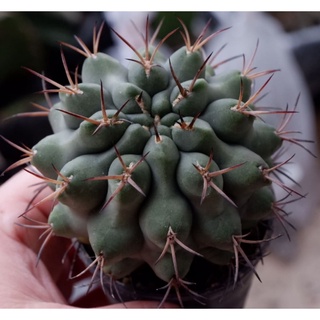 กระบองเพชร ต้นกระบอเพชร ไม้เมล็ด Gymnocalycium schickendantzii  ขนาด 6 cm