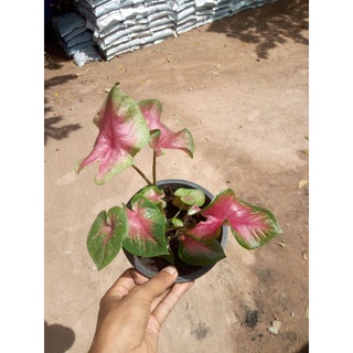 บอนสีไม้เมล็ดสีหวานๆส่งต้นในภาพทั้งกระถาง6นิ้ว