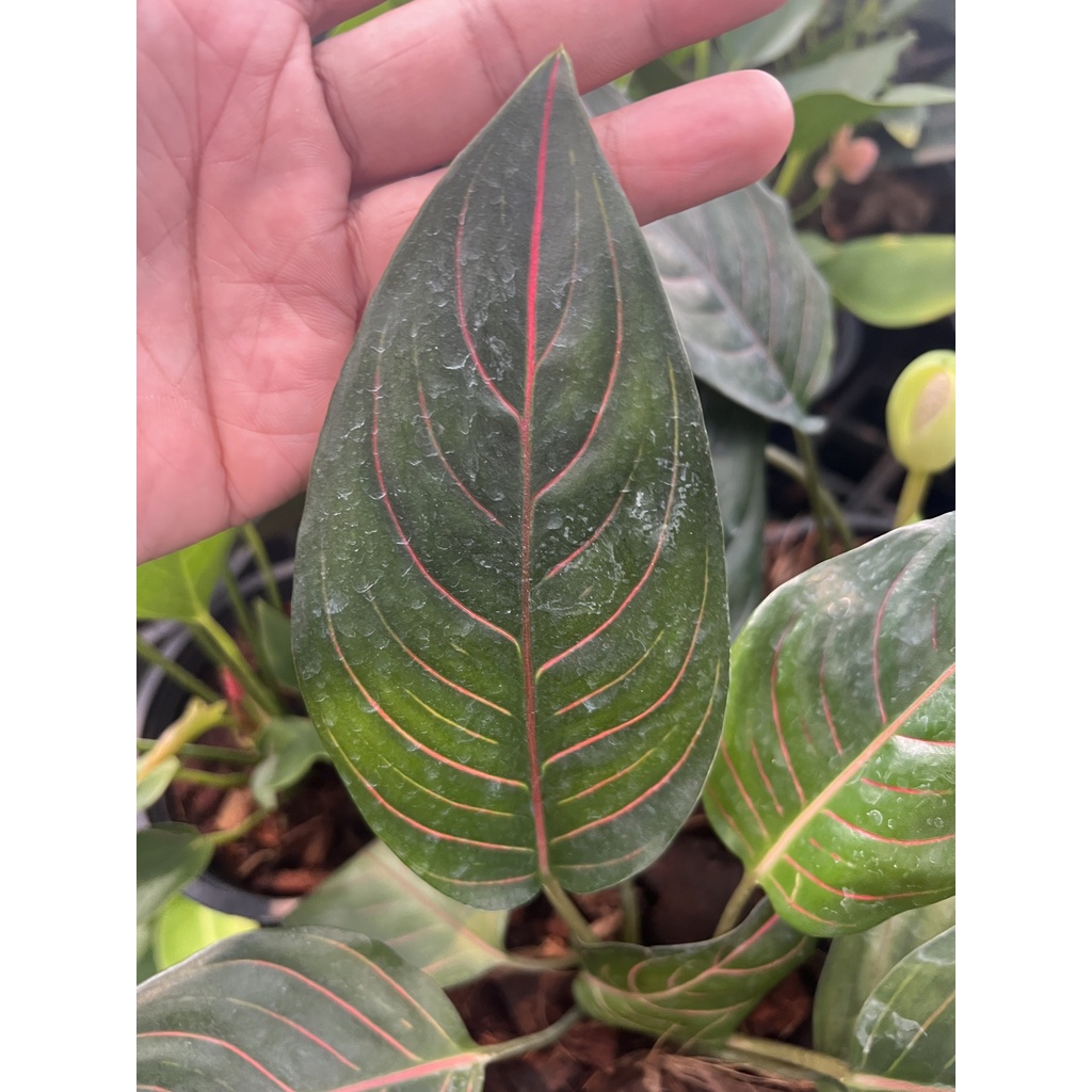 มุมมอง 2