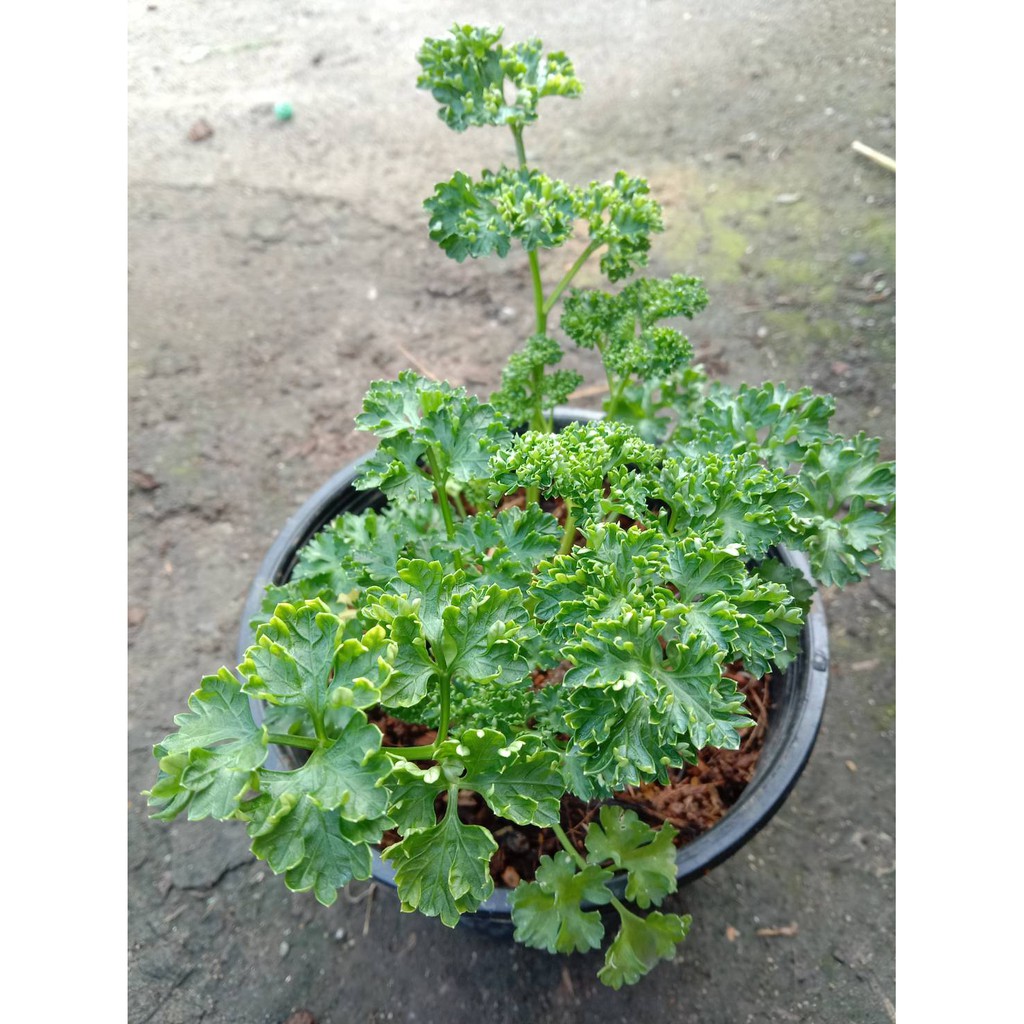 ต้นพาร์สลี่ย์ พาร์สลี่ย์  Parsley (ใบหยิก)กระถ่าง 6 นิ้ว