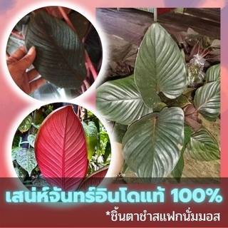 ชิ้นตาต้นเสน่ห์จันทร์สายพันธุ์นำเข้าจากอินโดแท้ 100% สายพันธุ์ไม้หายาก ใบสวยจัดๆ คัดข้อตาชัด พร้อมส่ง