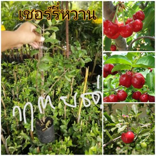 🍒ต้นเชอร์รี่​หวานญี่ปุ่น พันแท้💯 🥰ออกผลตลอดทั้งปี(กิ่งปักชำ)​ 45cm