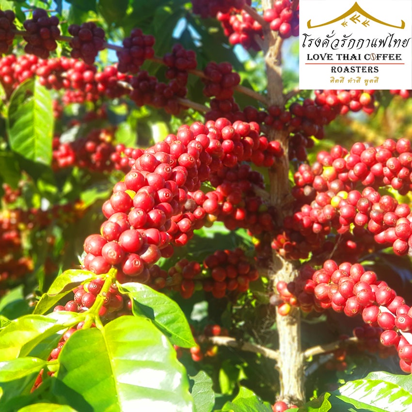 เมล็ดกาแฟ อราบิก้า ปางขอน คั่วเข้ม 500 กรัม / Arabica 100% French Dark Roast 500g. รูปที่ 6