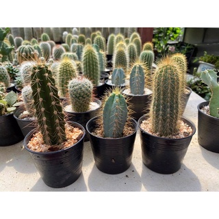 กระบองเพชร ไม้ลำ แคคตัส cactus ต้นไม้แต่งสวน