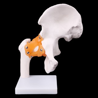 *❤❤ Life Size Ligament Hip Joint Medical Anatomy Model Skeleton Teaching Tool