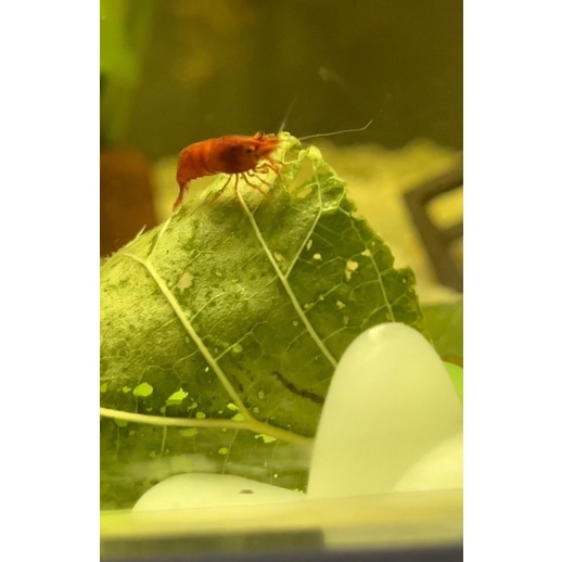 ใบหม่อนออแกนิกอาหารน้องกุ้งแคะ