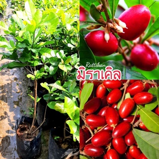 ต้นมิราเคิล🌱หรือต้นมหัศจรรย์ต้นสวยๆพร้อมส่งสูง30-40ซม.(รับประกันสินค้าชำรุดเสียหาย)