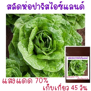 100 เมล็ด ผักสลัดห่อปารีสไอซ์แลนด์ - Parris Island Lettuce