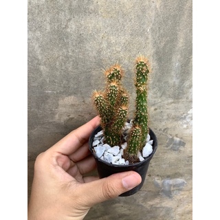 แคคตัส ขาสิงโต🦁/แมมซิริอุส หนามนิ่ม🌵